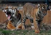 Orlando florida attractions